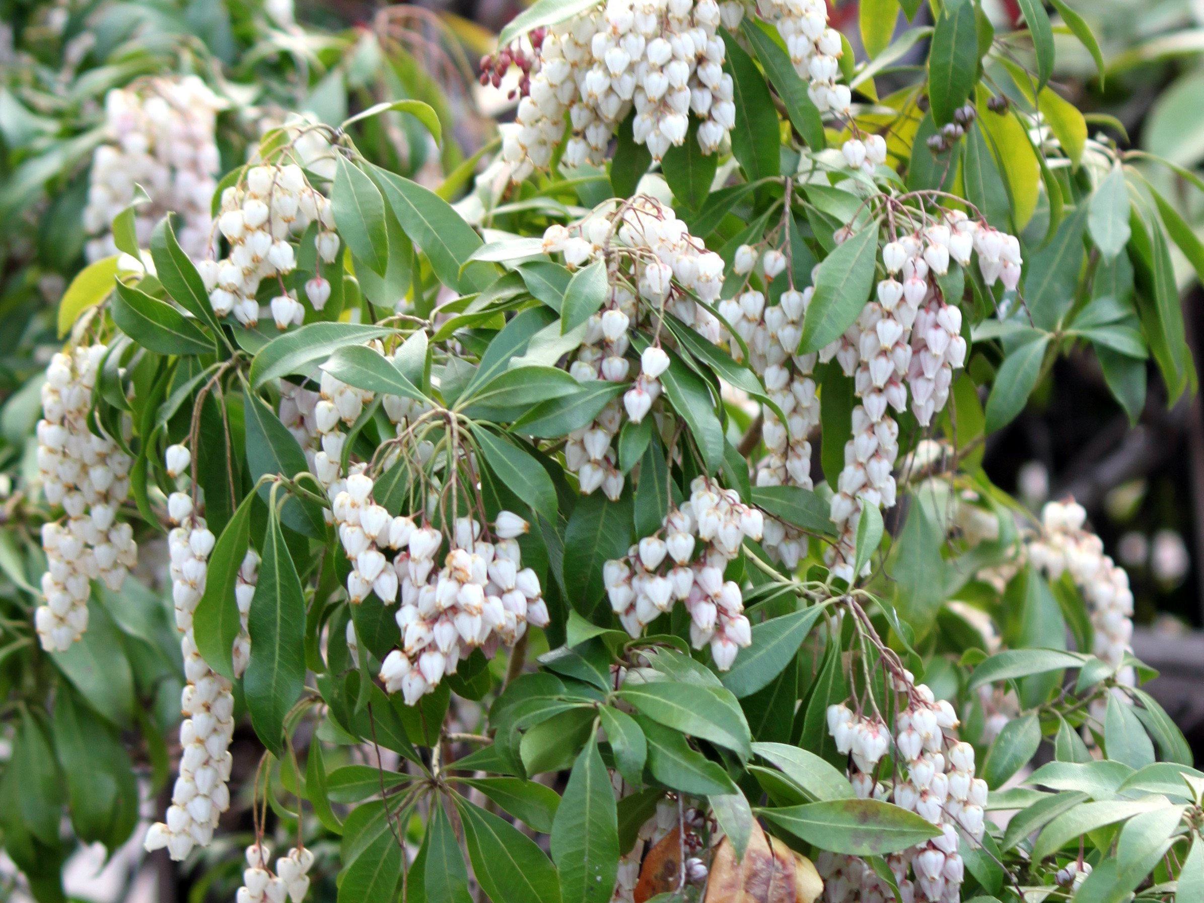 ☸️ 장수 기원 사찰(엔메이지) 이미지 7